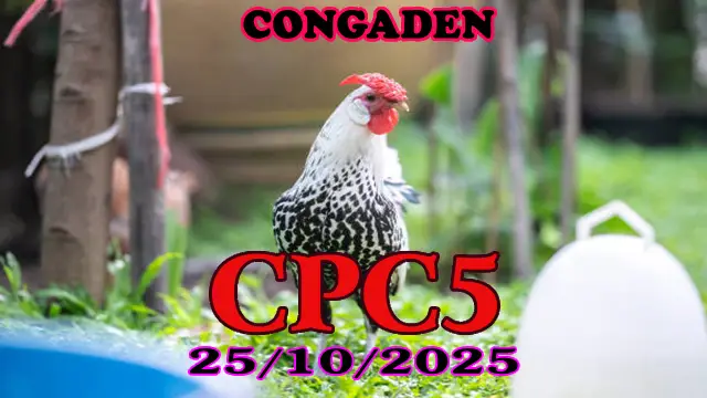 Đá gà trực tiếp C5 phát lại hôm nay 25/10/2025 1 Đá gà trực tiếp C5 phát lại hôm nay 25/10/2025