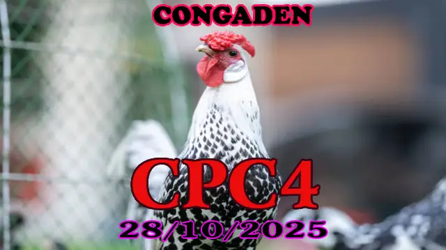 Xem lại clip đá gà Thomo CPC4 ngày 28/10/2025 1 Xem lại clip đá gà Thomo CPC4 ngày 28/10/2025