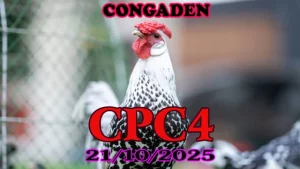 Phát lại đá gà trực tiếp Thomo c4 ngày 21/10/2025