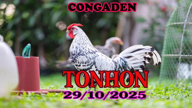 Xem Lại Clip Đá Gà Tonhon Hôm Nay 29/10/2025 1 Xem Lại Clip Đá Gà Tonhon Hôm Nay 29/10/2025