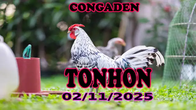 Đá gà trực tiếp TONHON phát lại hôm nay 02/11/2025 1 Đá gà trực tiếp TONHON phát lại hôm nay 02/11/2025