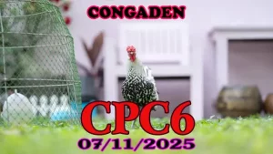 Full clip đá gà Thomo CPC6 hôm nay 07/11/2025 hot nhất