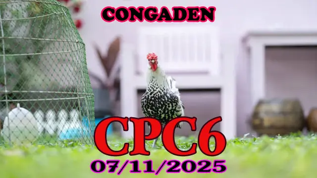 Full clip đá gà Thomo CPC6 hôm nay 07/11/2025 hot nhất