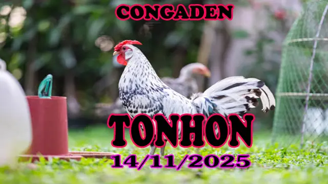Clip đá gà trực tiếp Tonhon hôm nay 14/11/2025 full HD mới nhất