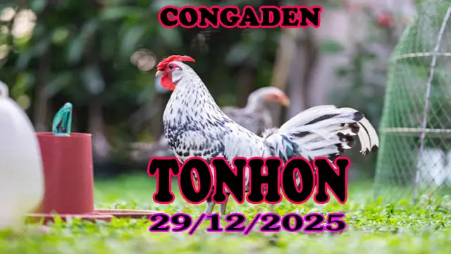 Video clip phát lại đá gà Tonhon hôm nay 29122025