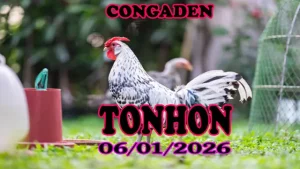 Trực Tiếp Đá Gà Tonhon 06012026 – Xem Lại Trận Đấu Hấp Dẫn