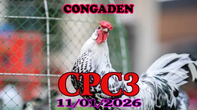 Xem Clip Đá Gà Thomo CPC3 Ngày 11012026 Hôm Nay