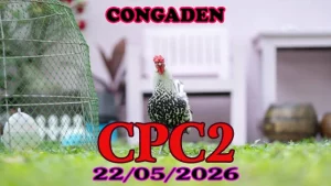 Video đá gà trực tiếp CPC2 hôm nay 22052026