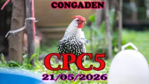 Video đá gà trực tiếp CPC5 hôm nay 21052026